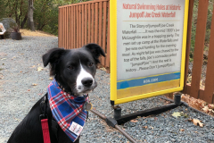 Scout at Grants Pass KOA