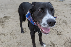 Scout on the beach in Lincoln City