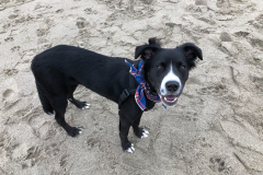 Scout on the beach in Lincoln City