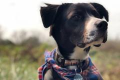 Scout, posing with the clouds